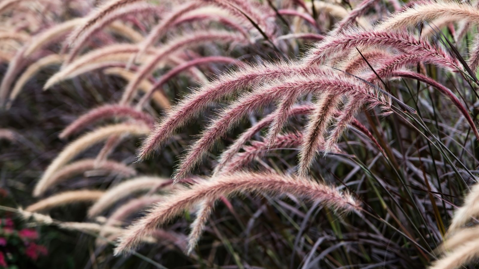 A close-up shows slender, arching dark purple leaves with a glossy texture and soft, feathery pinkish-gold flower spikes rising above them in the garden.