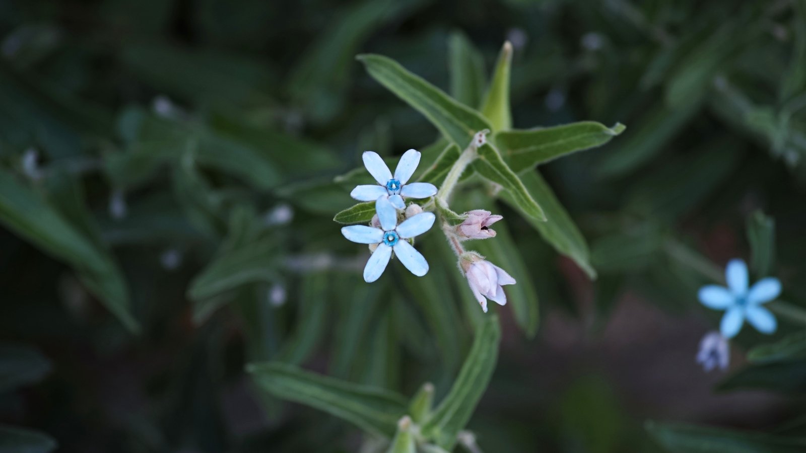 Two small, five-pointed, star-like flowers in a light blue shade, centered among long, dark green, lance-shaped leaves.