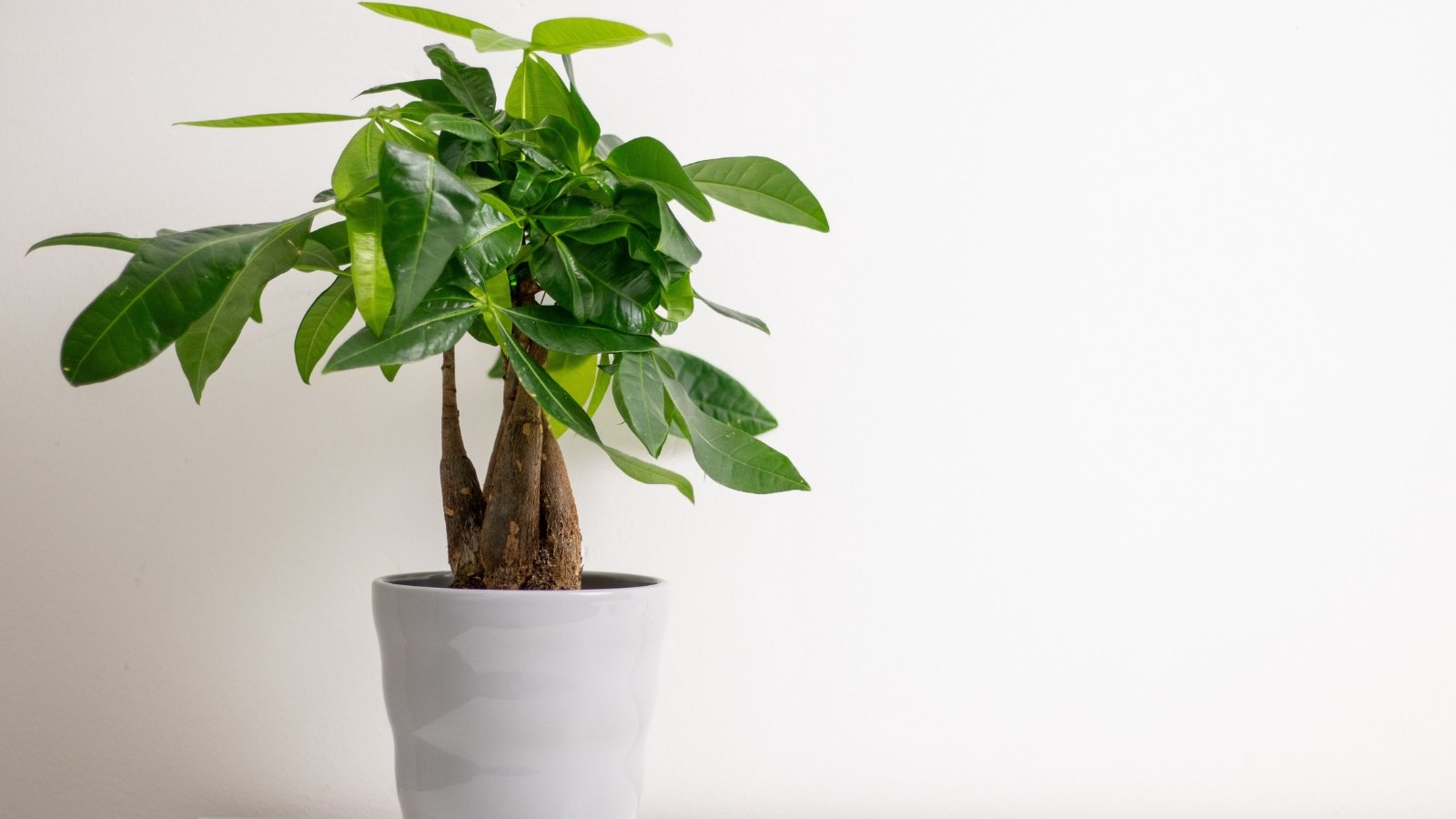 Tall plant with glossy green palmate leaves growing from braided stems in a white decorative pot.

