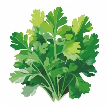 Parsley Italian Giant Org