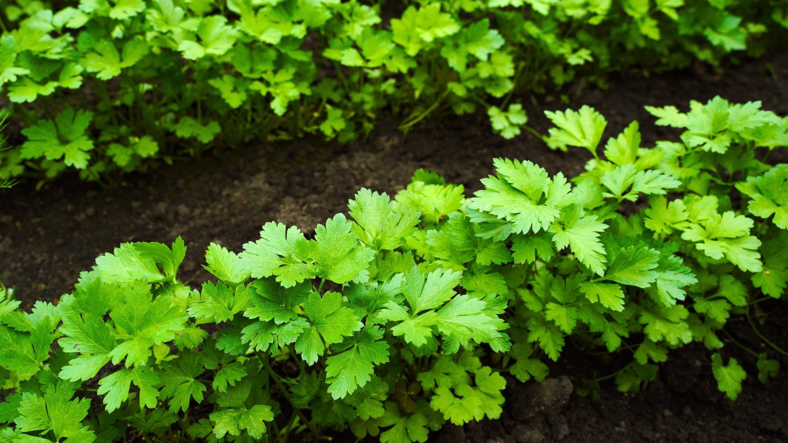 Rows of low-growing, tightly bunched, finely divided leaves with a vibrant, medium-green color form a lush border on dark earth.