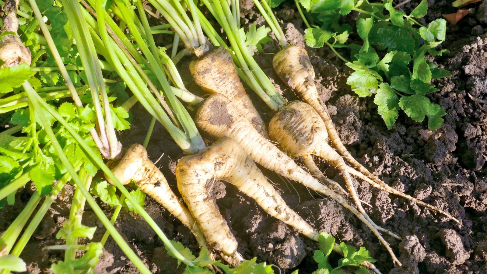 Several elongated, creamy-white taproots, still dusty from the earth, are partially pulled and laid over the soil with their slender green tops attached.
