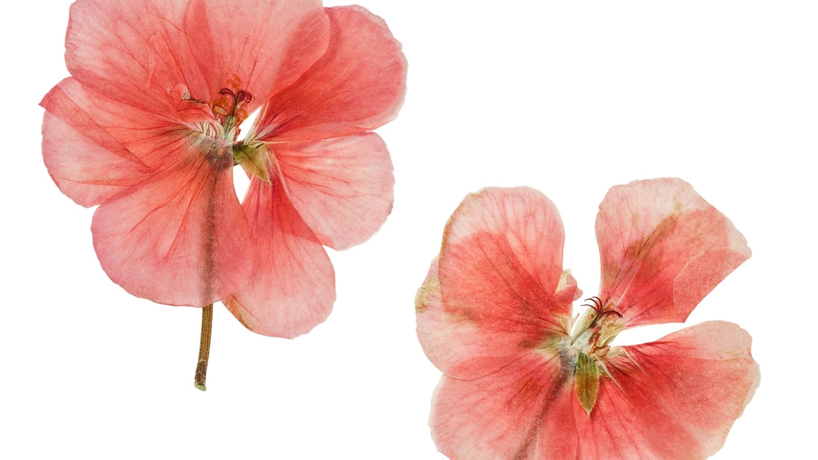 Vibrant dried blossoms with rounded, slightly crinkled petals in shades of pink, pressed flat against a white background.

