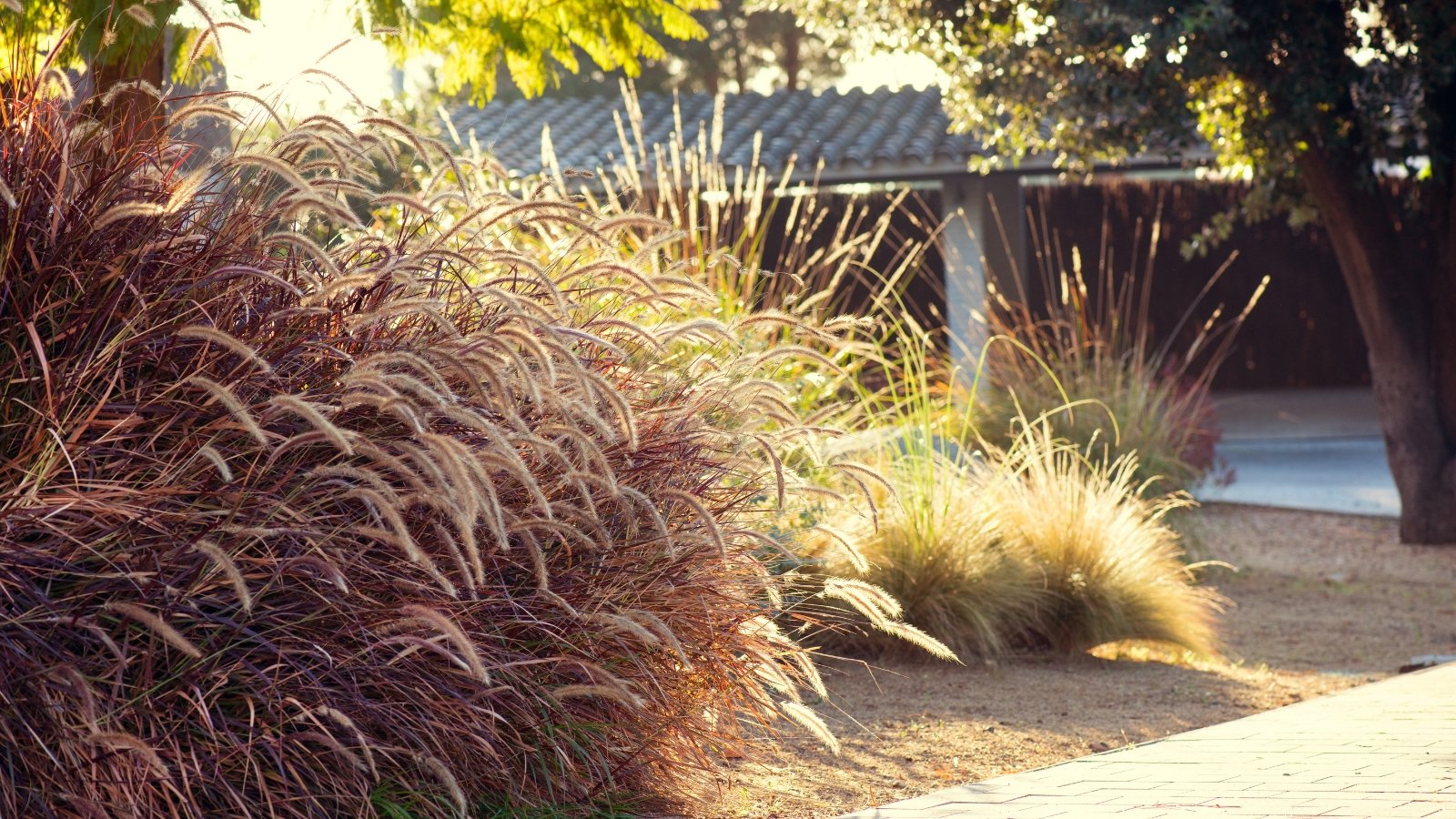 Ornamental grass with deep purple leaves and feathery pinkish-gold spikes grows in mulched soil alongside other decorative grasses in the flowerbed.
