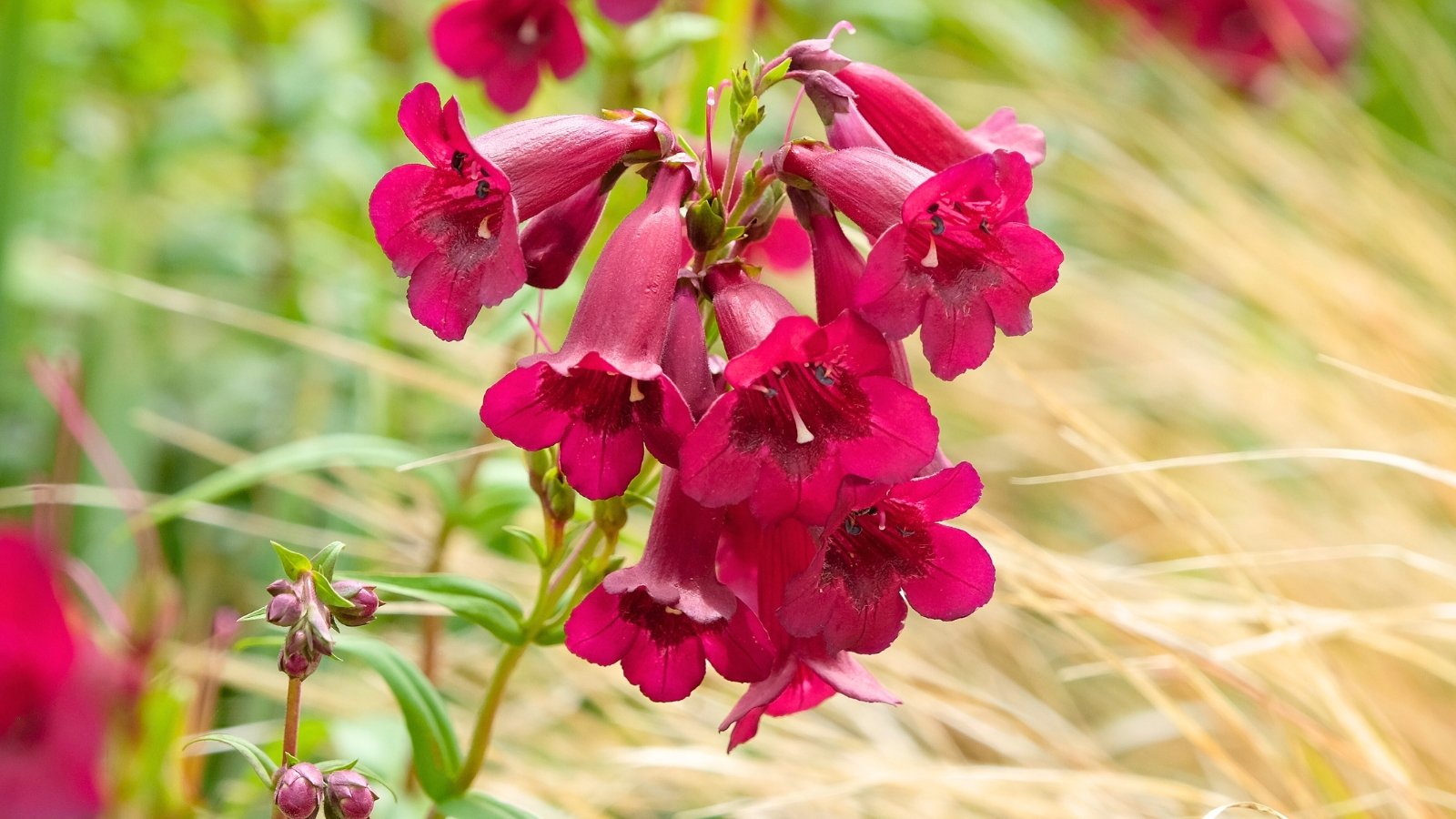 A dense stalk of deep magenta, bell-shaped flowers, each with a white throat and five flared lobes.