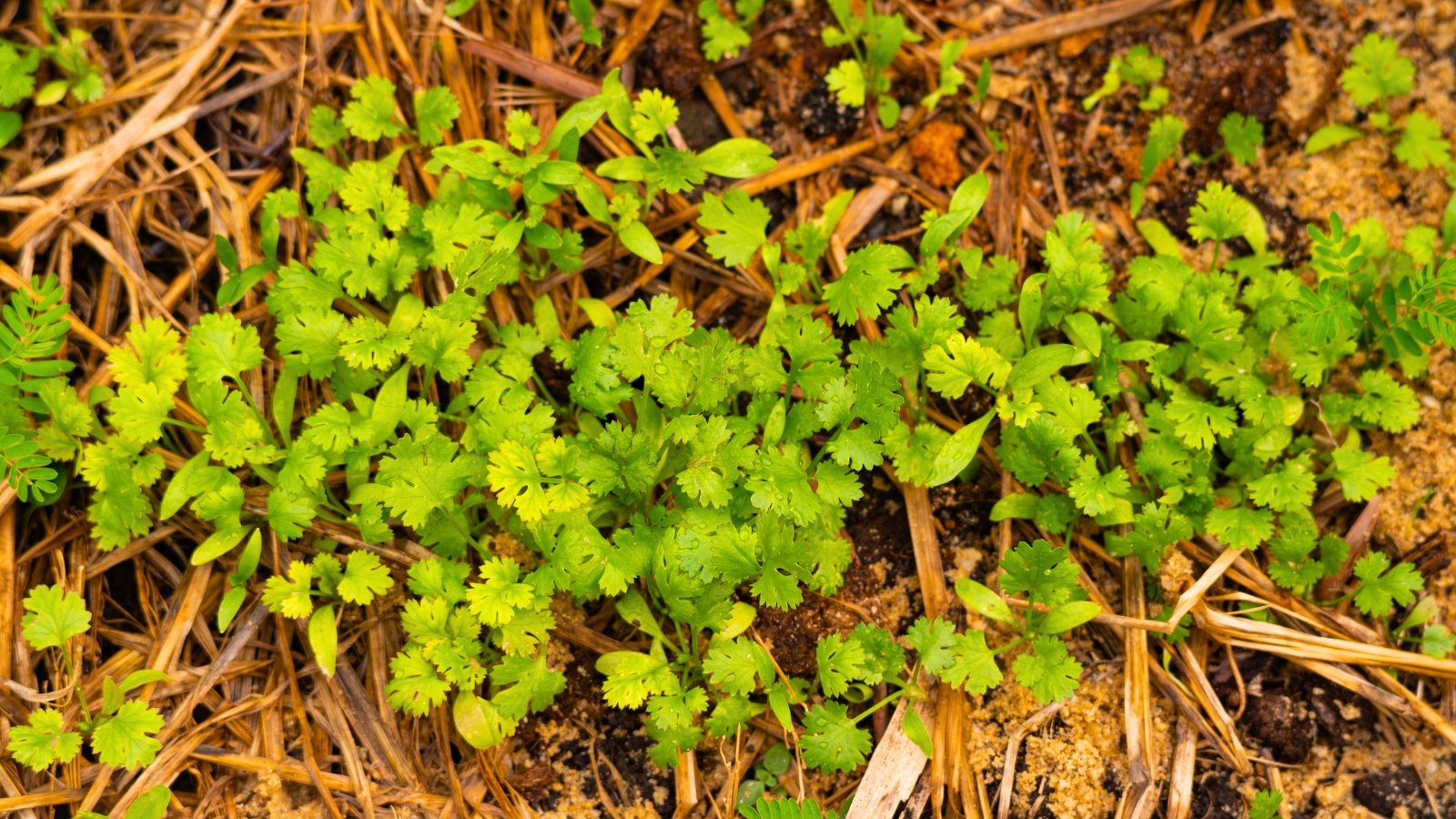 A dense cluster of bright, vibrant green leaves with deeply cut and ruffled margins grows low to the ground in rich soil.