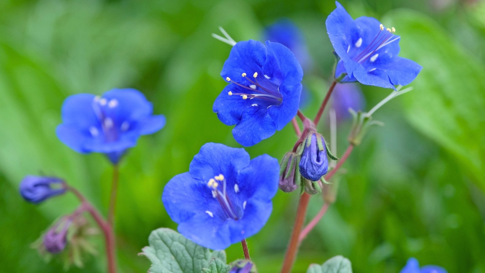 Open, bell-shaped flowers of a stunning deep cobalt blue, revealing five prominent stamens tipped with white anthers.