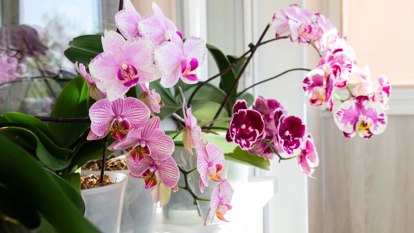 Arching stems display multiple large, flat flowers with pink and white speckled petals and deep magenta centers, extending from thick green leaves.