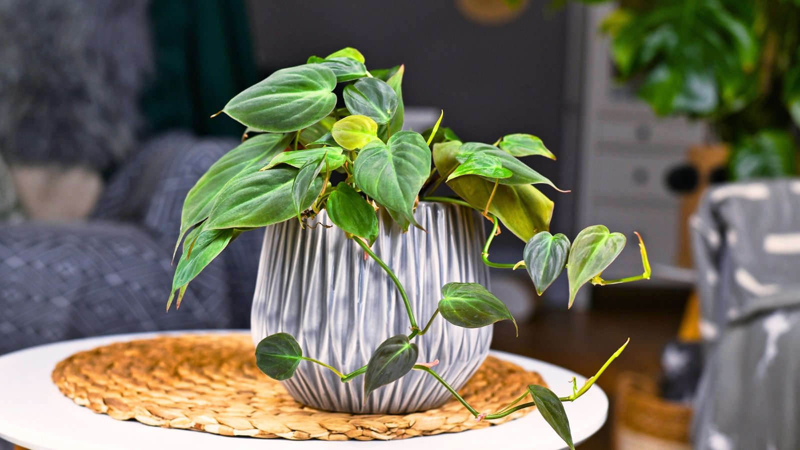 Trailing plant with glossy, heart-shaped green leaves cascading over the edges of a decorative ceramic pot on a small round coffee table in a stylish room.
