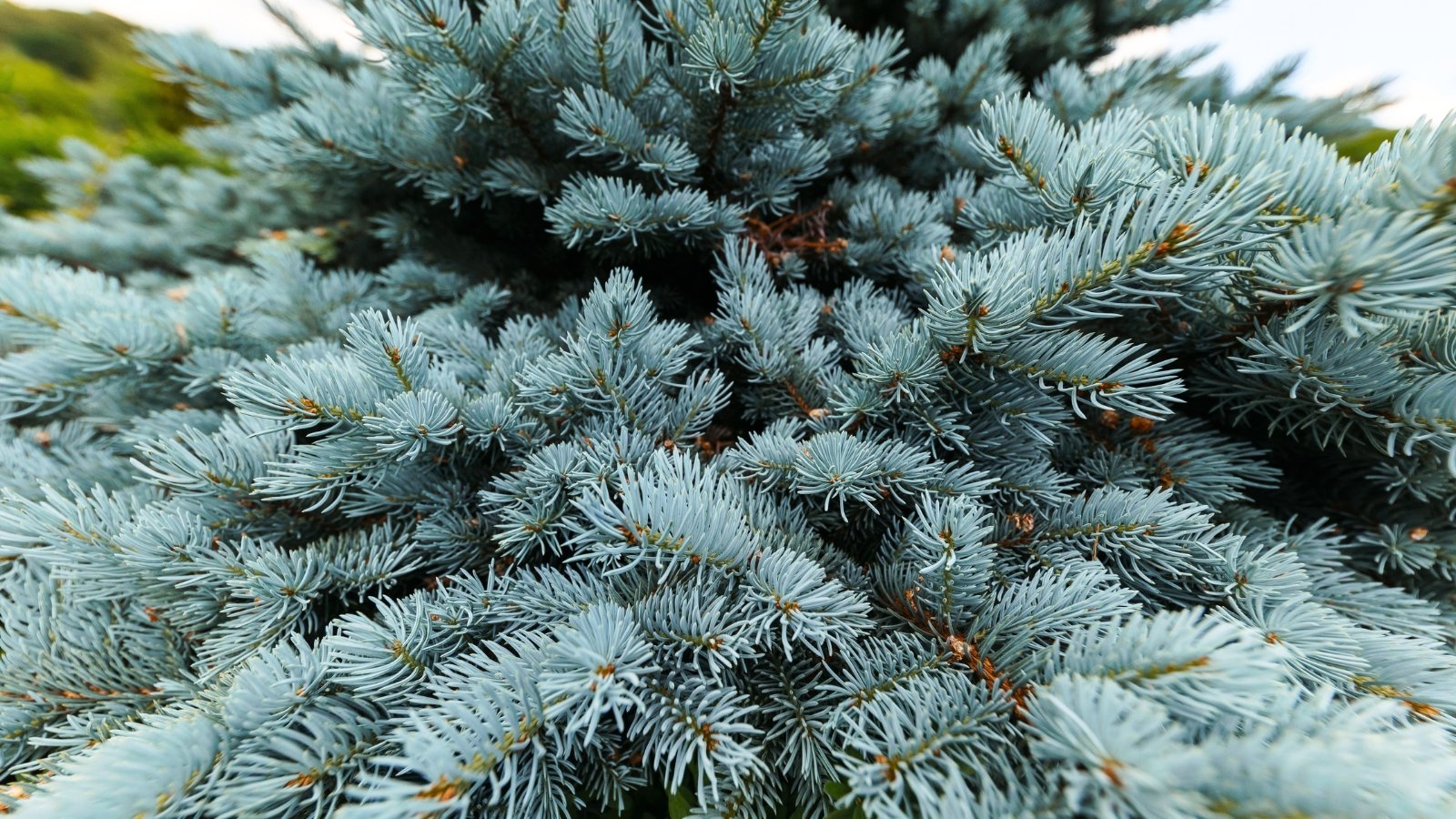 A conical evergreen tree with dense branches lined with sharp blue-gray needles that shimmer with a silvery hue in the light.