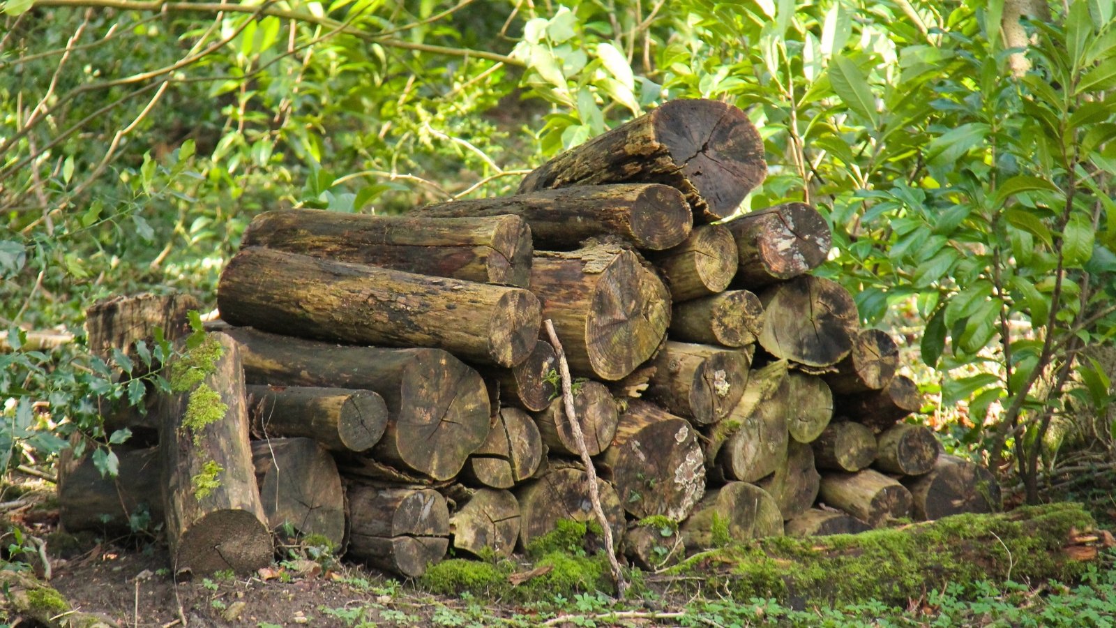 A pile of rotting logs shows weathered, cracked wood with rough textures and patches of decay.