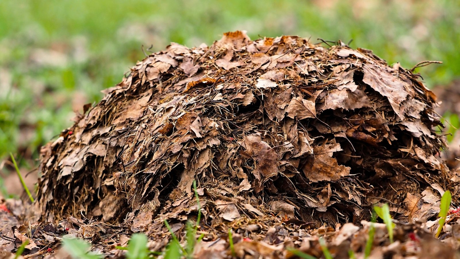 A pile of dry, rotting autumn leaves in various shades of brown, slowly breaking down to create leaf mold.