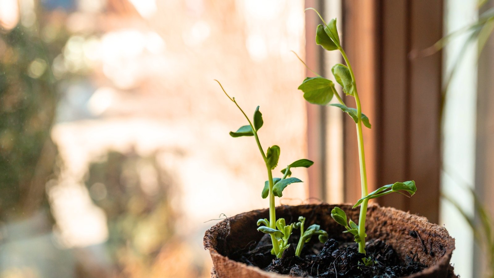Two bright green seedlings with roundish leaves and slender, pale green stems sprout from a dark brown potting mix in a biodegradable pot.
