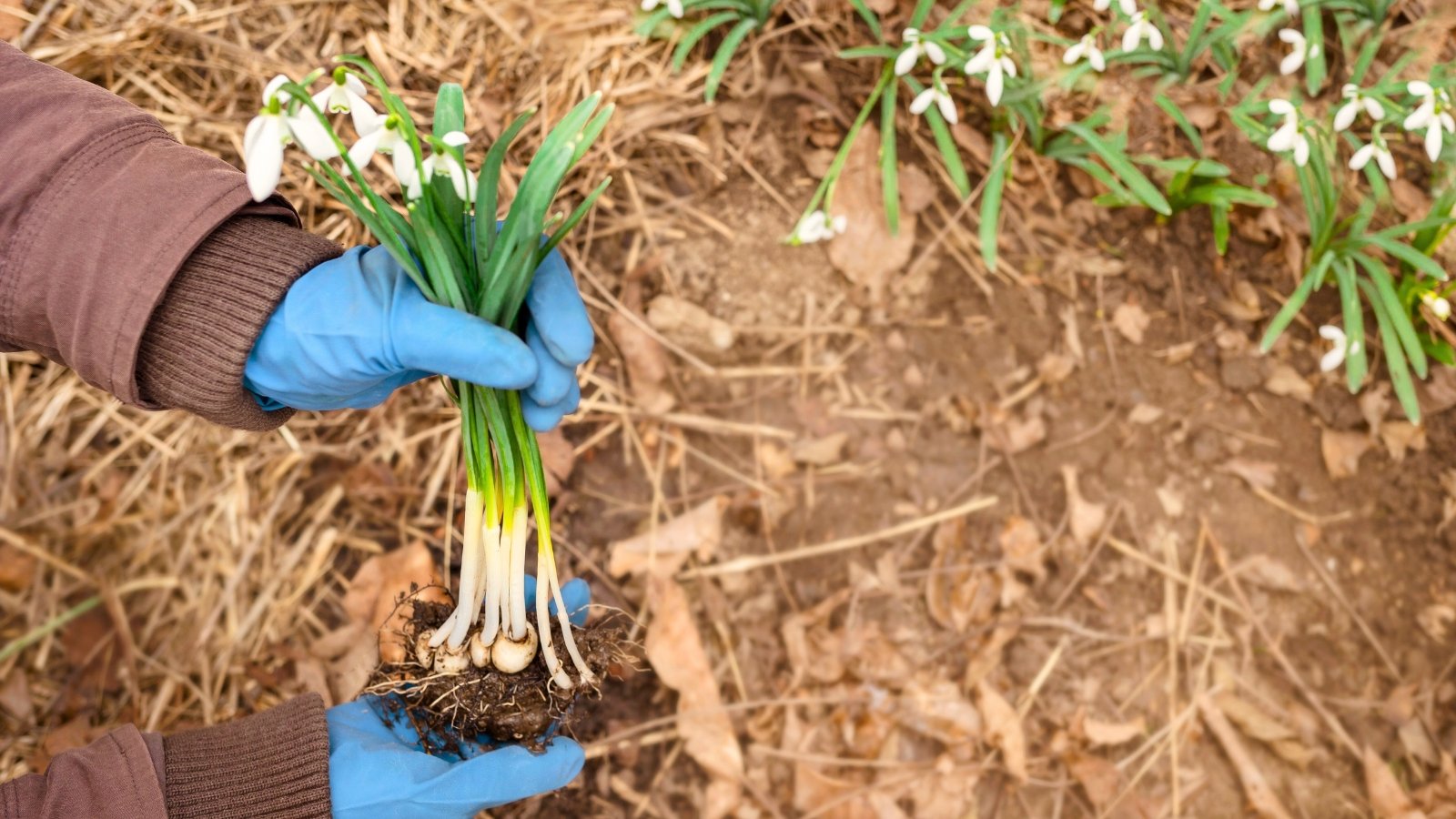 A gardener wearing gloves holds a bunch of small bulbs with delicate white blossoms for transplanting them into the garden, surrounded by clusters of already blooming nodding flowers on slender green stems.
