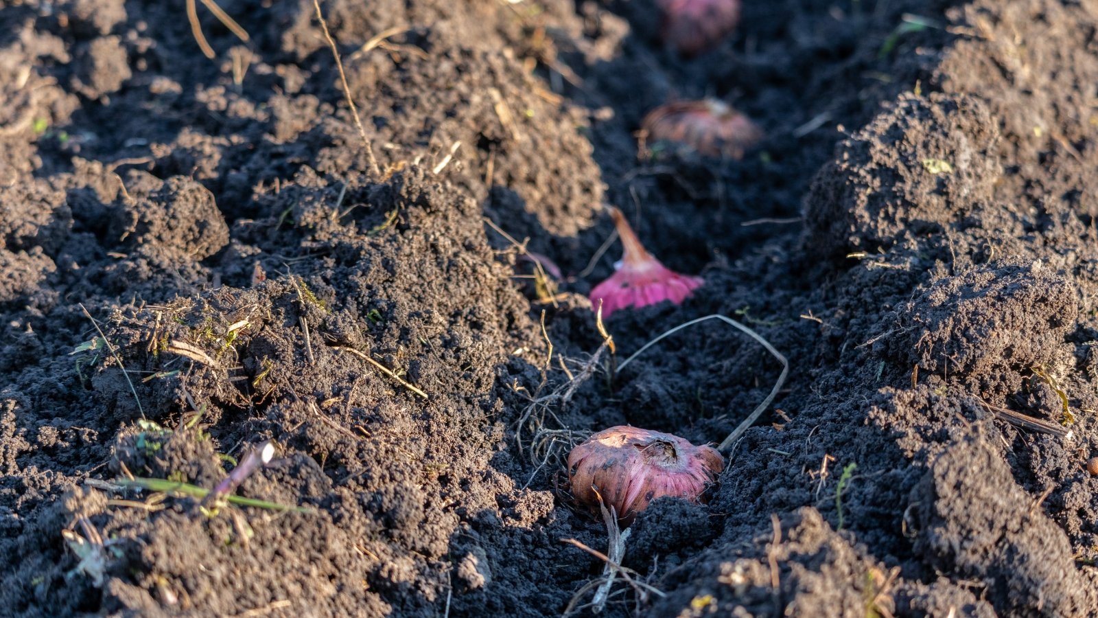 Gladiolus bulbs are neatly placed in a soil trench in the garden, their rounded forms arranged in a row ready for covering.