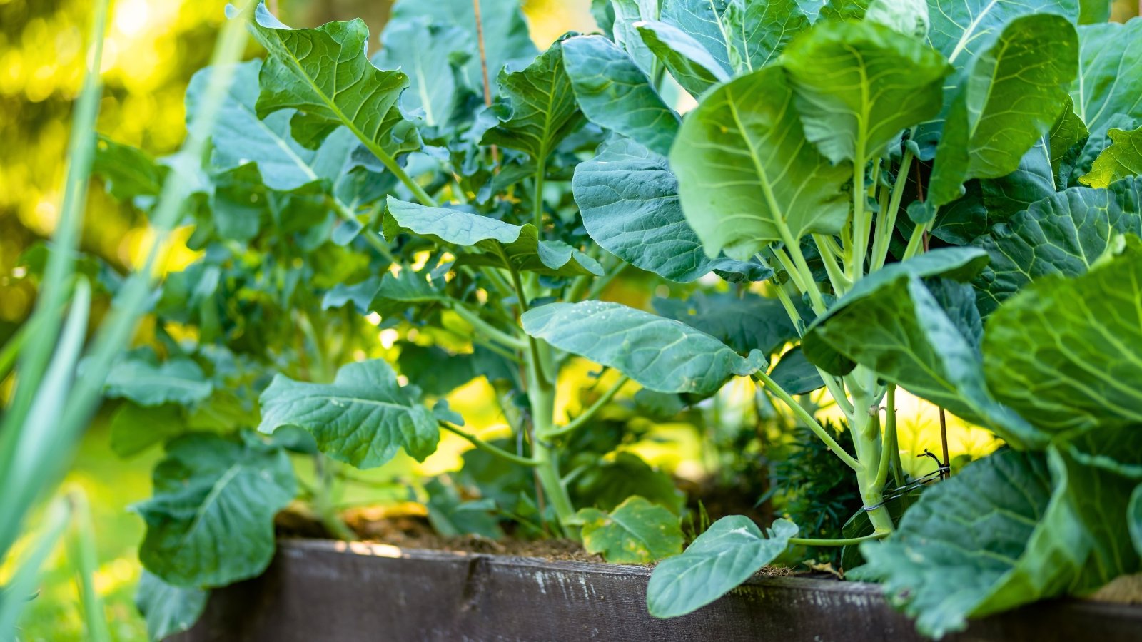 Young plants in a raised bed show sturdy, pale green upright stems topped with broad, bluish-green leaves that have thick veins, slightly wavy edges, and a waxy surface.
