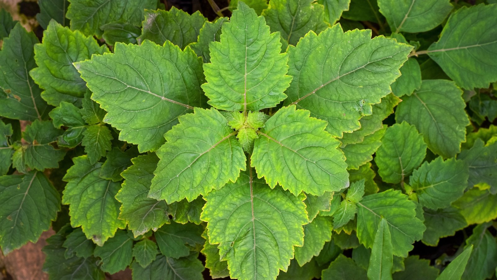 A dense, symmetrical cluster of large, soft, heart-shaped leaves with prominent veins radiates outwards in a vibrant green color.