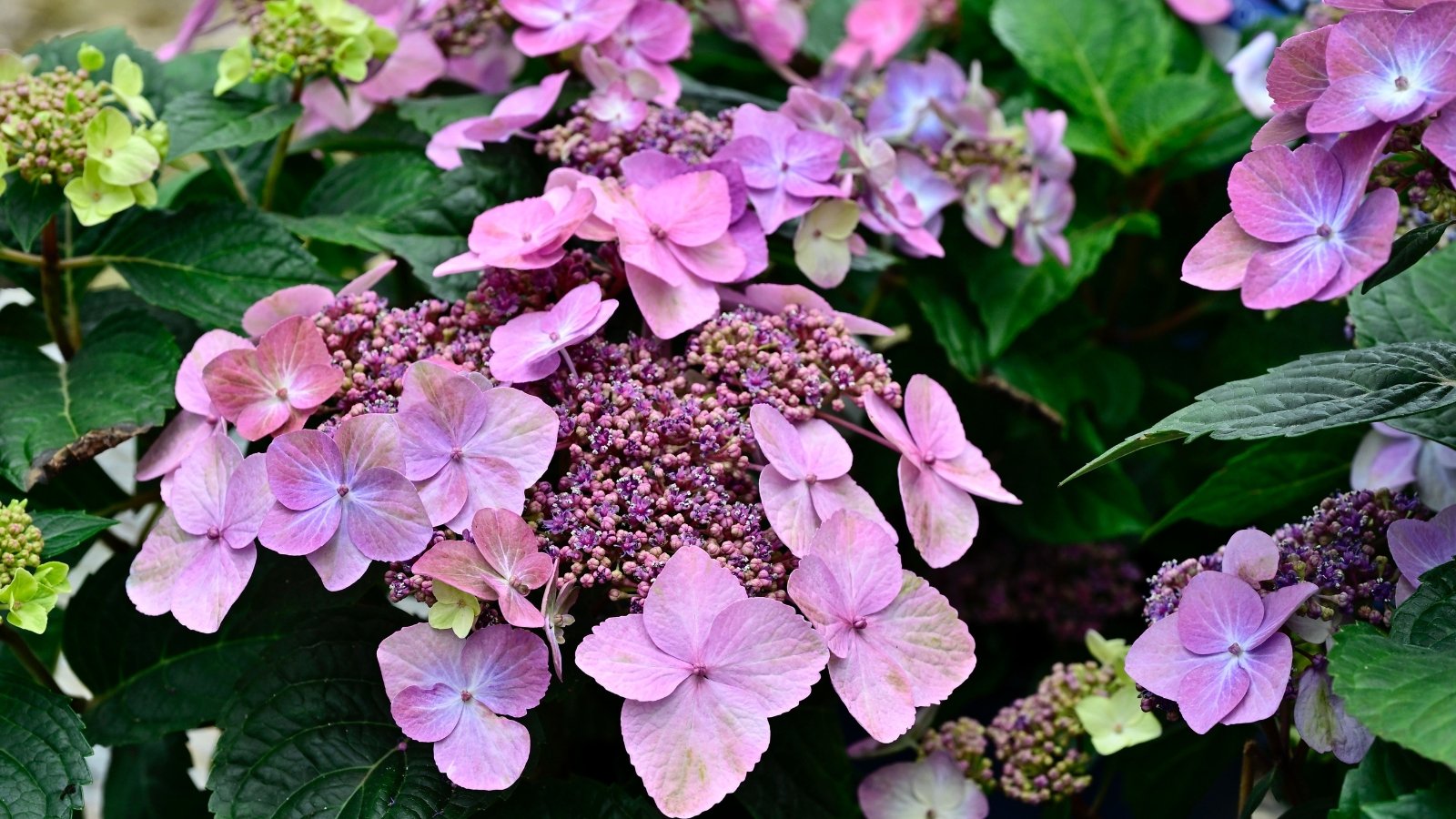 A close-up shows a dense cluster of vibrant pink flowers with rounded, slightly ruffled petals, surrounded by glossy dark green leaves with pronounced veins and serrated edges, all radiating from sturdy stems.
