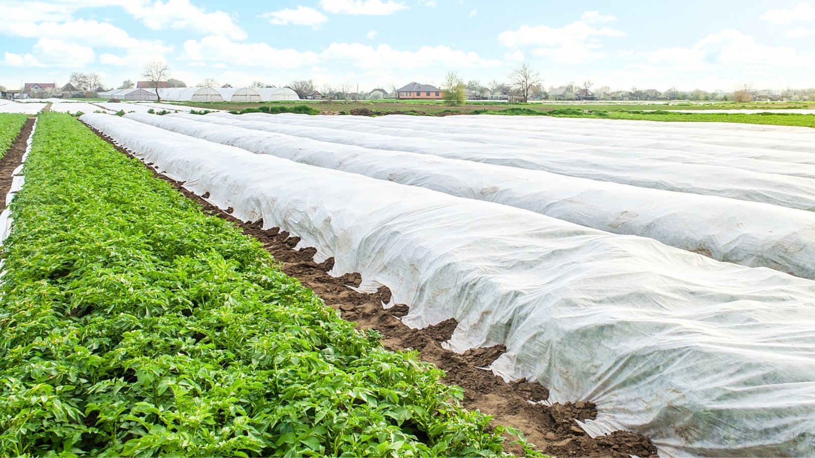 A wide potato plantation is blanketed with agrofibre frost cloth, forming smooth, white mounds that protect the plants beneath.