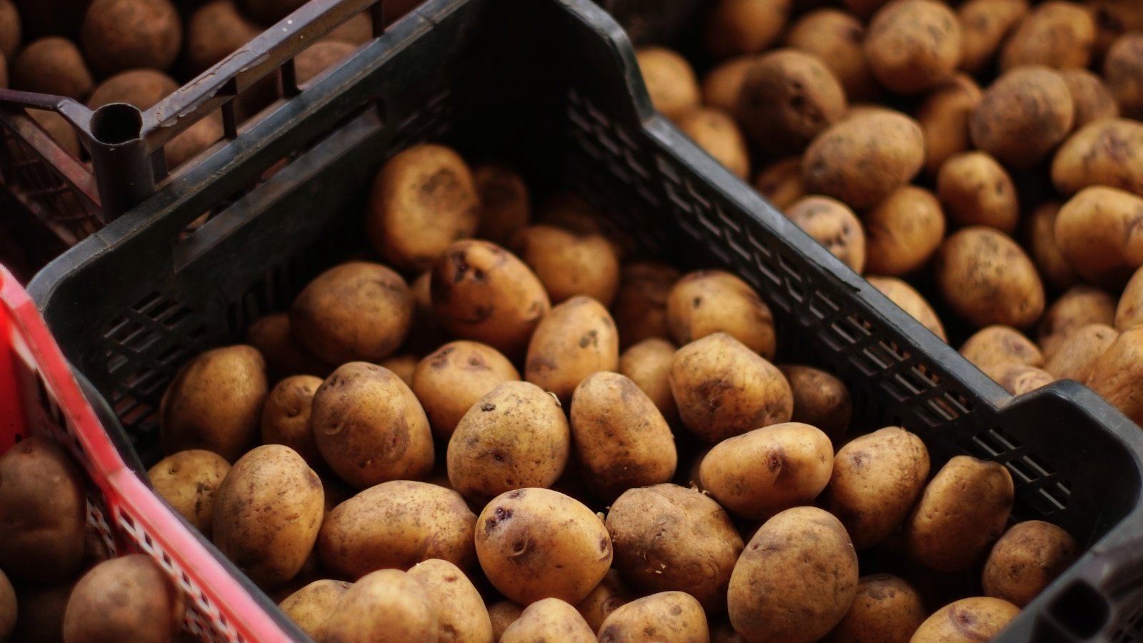 Brown potatoes with textured skins are neatly packed in plastic crates, ready for long-term storage.