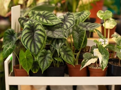Potted alocasia tips meant to help plants thrive indoors appearing to be placed on a white rack under warm light