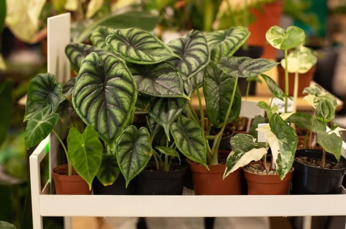 Potted alocasia tips meant to help plants thrive indoors appearing to be placed on a white rack under warm light