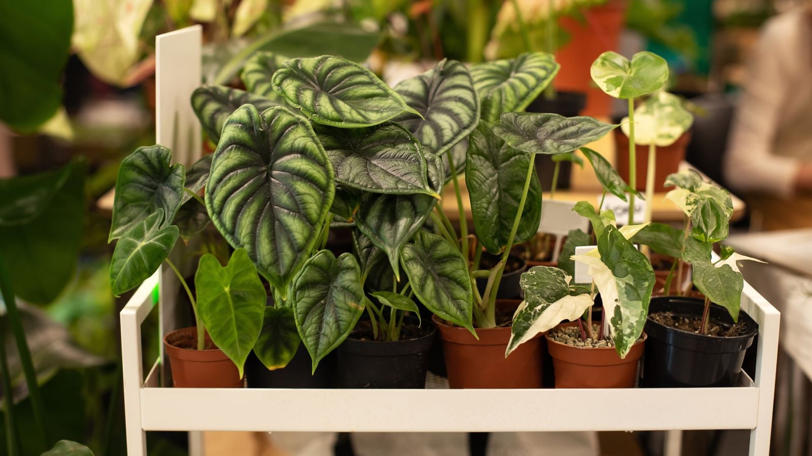 Potted alocasia tips meant to help plants thrive indoors appearing to be placed on a white rack under warm light