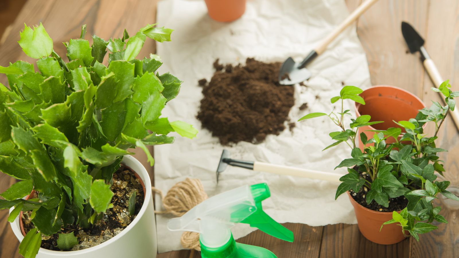 Potted plants placed on a wooden table with a white sheet laid to contain a pile of coffee grounds with a small shovel dipped into the material