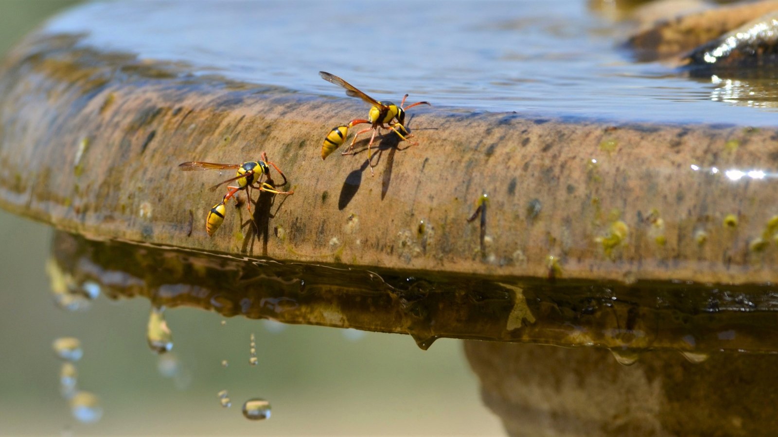 Two potter wasps with slender dark bodies and narrow waists perch at the edge of a birdbath, drinking water from its shallow surface.