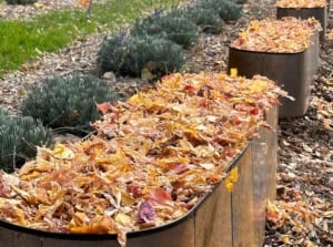 Close-up of prepared garden beds for winter shows raised iron beds fully covered with a thick layer of dry autumn leaves as mulch, with nearby low bushes also insulated under mulch for protection.