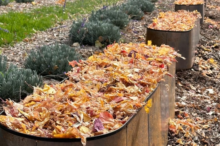 Close-up of prepared garden beds for winter shows raised iron beds fully covered with a thick layer of dry autumn leaves as mulch, with nearby low bushes also insulated under mulch for protection.