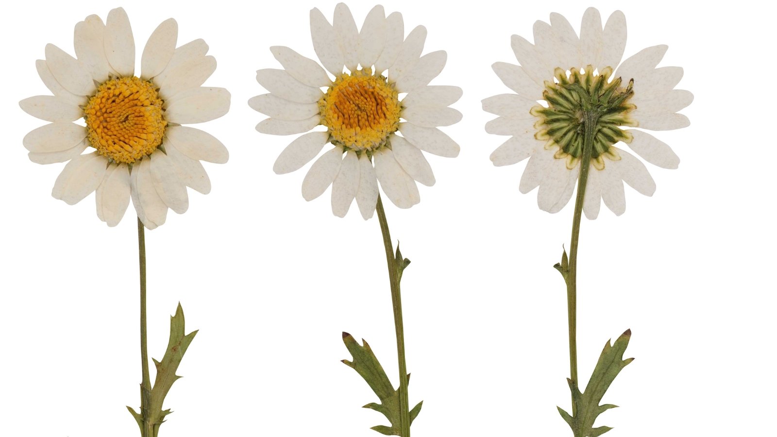 Flattened dried flowers with white petals surrounding yellow centers and serrated green leaves displayed on a white background.
