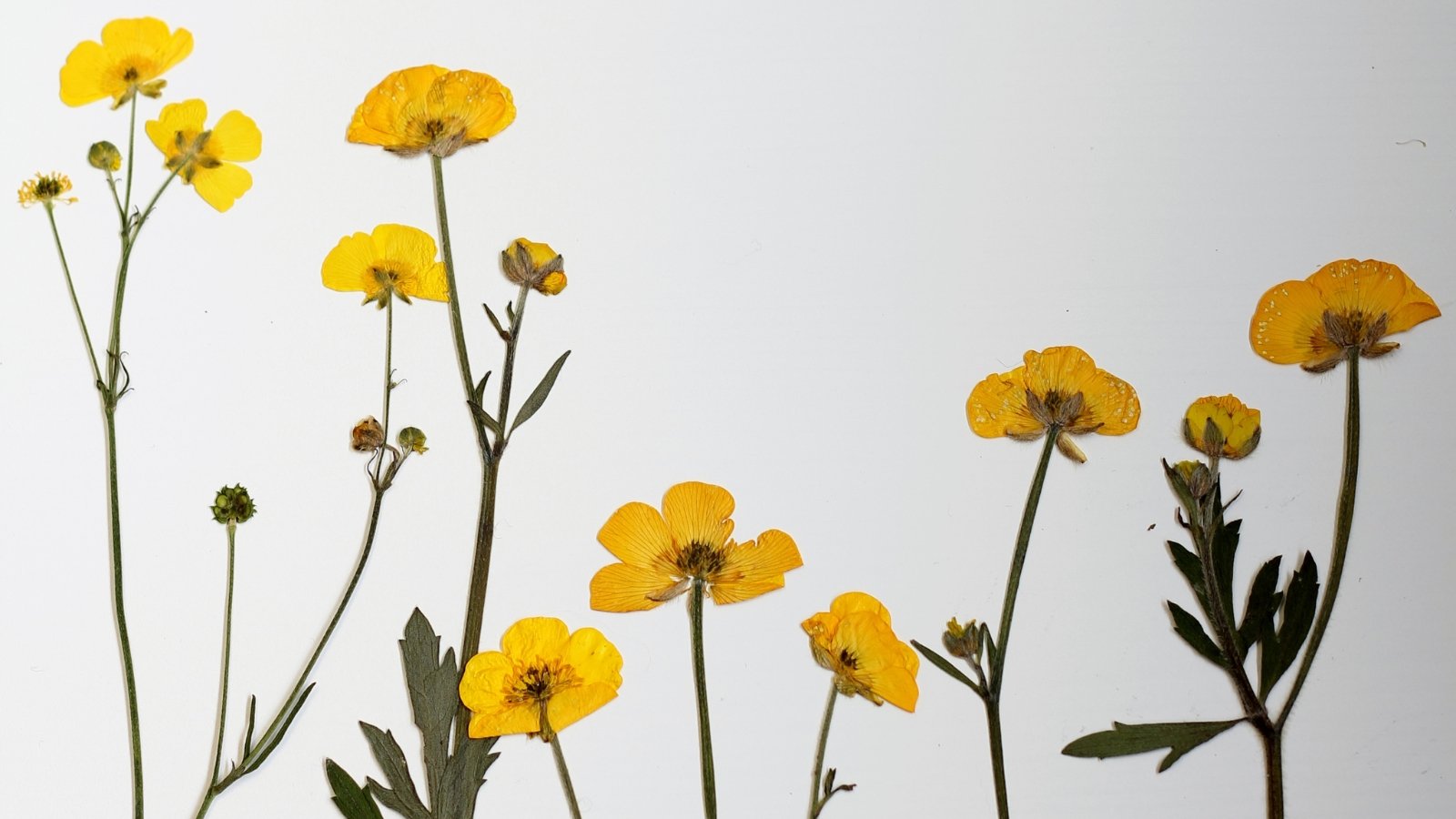 Bright yellow dried flowers with glossy, layered petals, slender stems, and small green leaves pressed flat on a white background.
