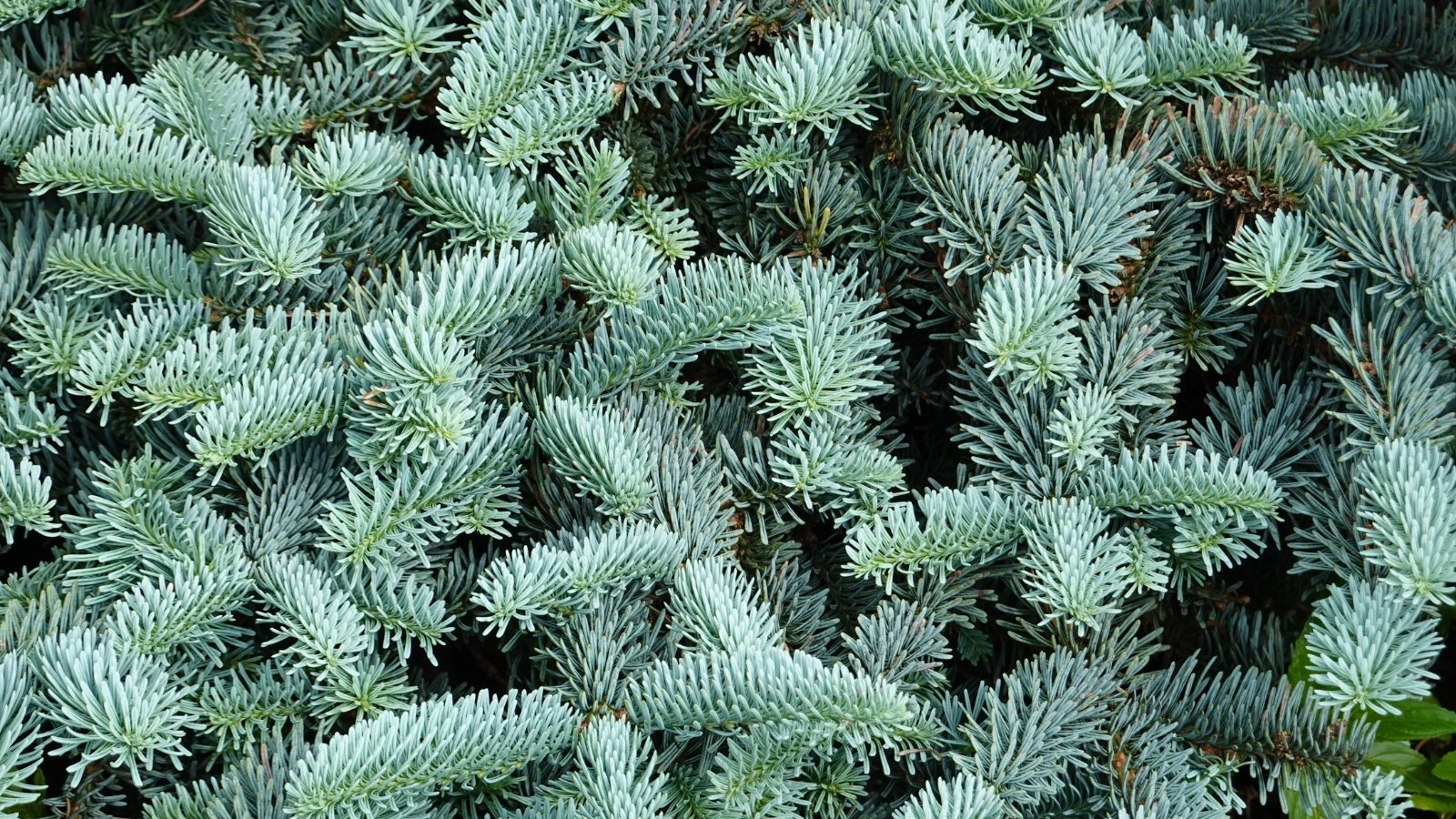 A low-growing evergreen with spreading branches densely covered in short blue-green needles, creating a soft, layered appearance close to the ground.