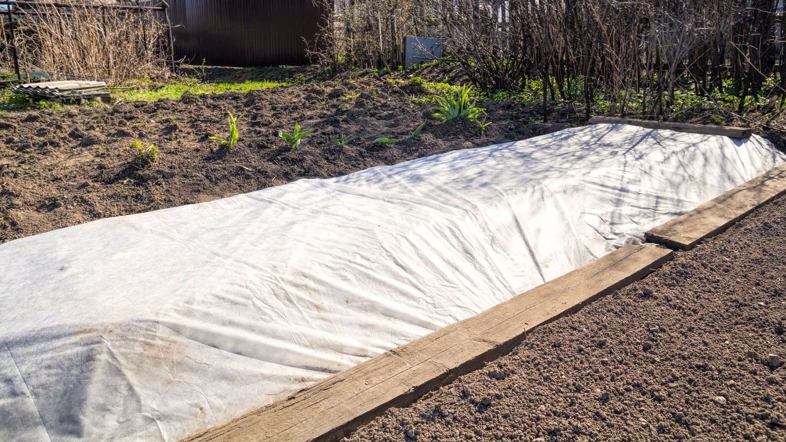 A garden bed with seedlings is shielded from frost by a white cloth, secured at the edges with wooden boards to hold it in place.