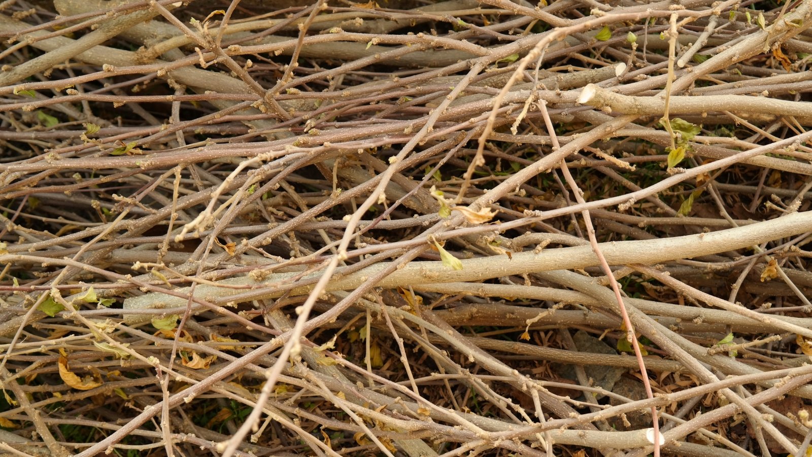A pile of pruned hibiscus branches displays a mix of slender twigs and thicker stems with rough bark stacked together.