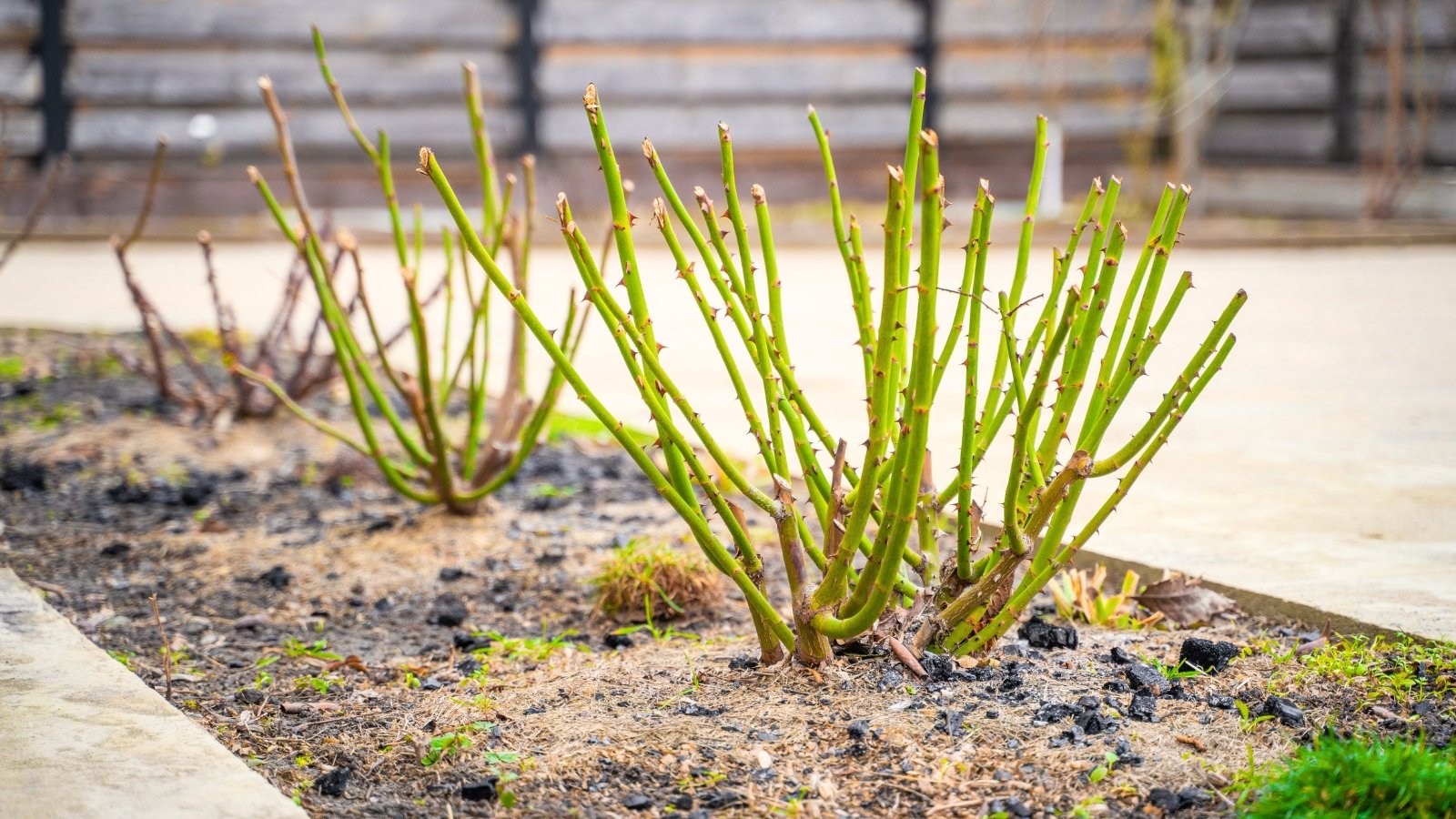Pruned rose branches with bare stems emerging from a mulched flowerbed, neatly prepared for winter.
