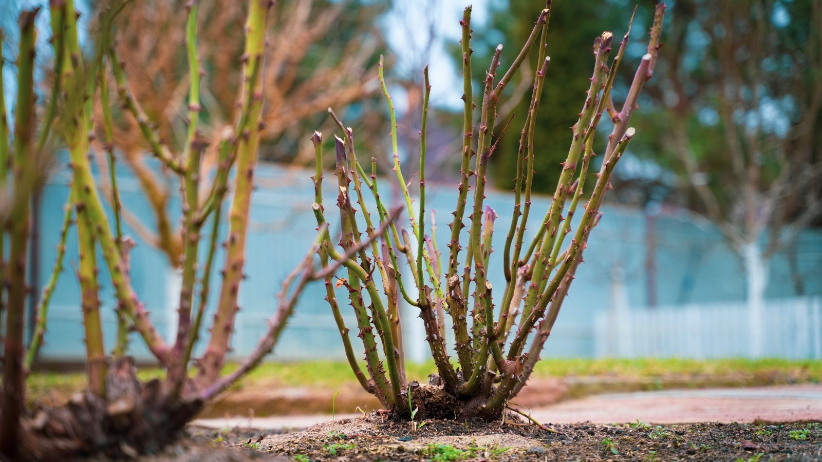 A flowerbed with pruned rose bushes featuring vertical short stems covered with sharp spikes.