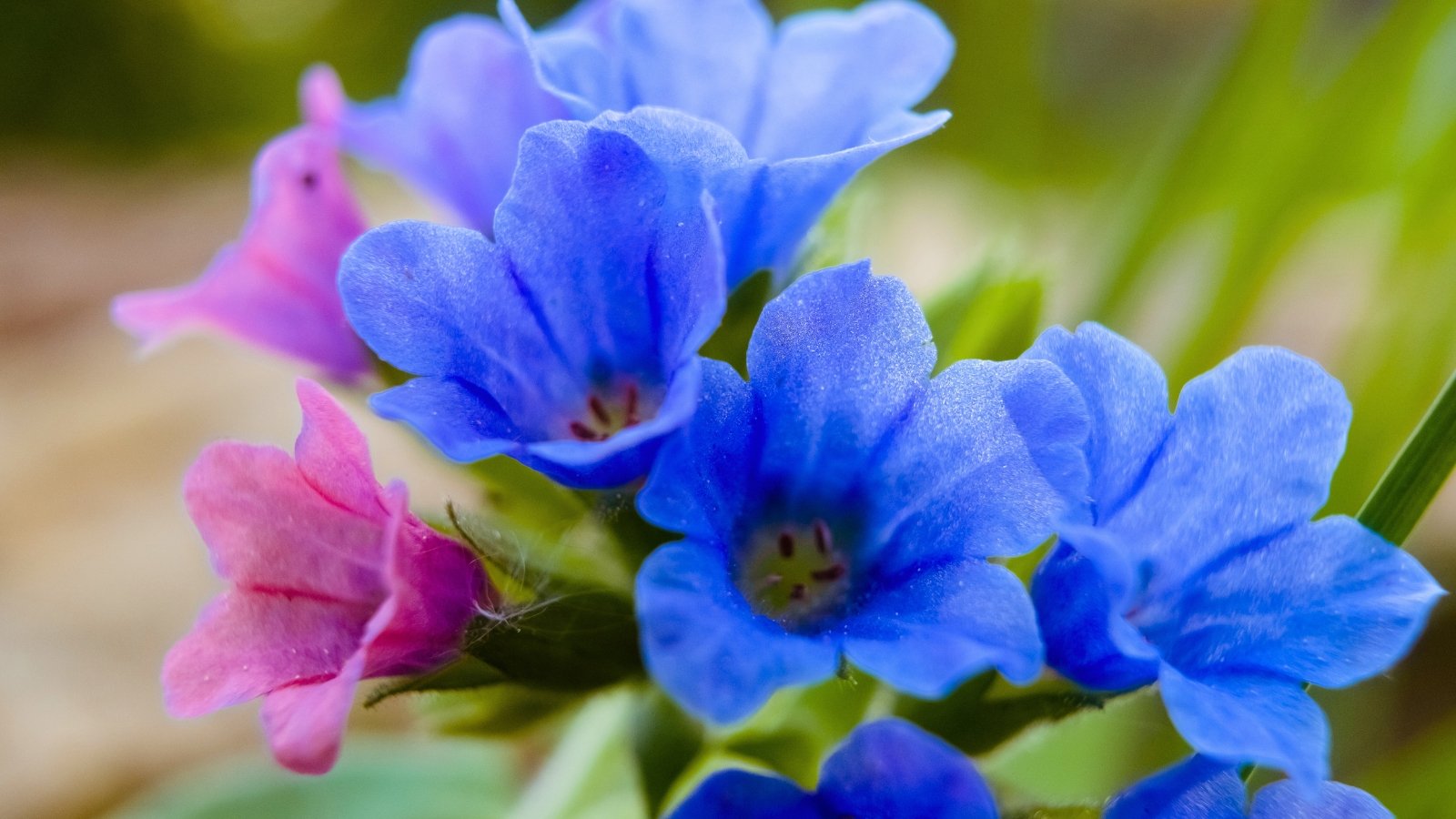 A cluster of bell-shaped flowers in vibrant blue and soft pink, showing fuzzy green leaves beneath.