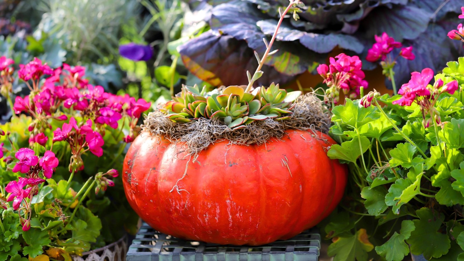 A bright orange pumpkin is carved out and used as a planter for echeveria succulents and wispy dried moss.