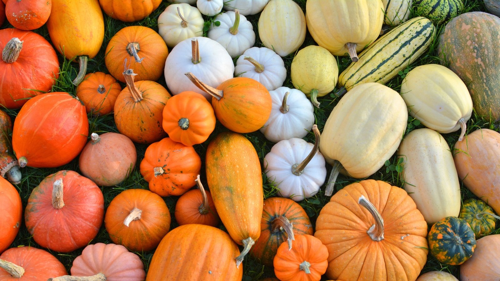 A collection of harvested pumpkins and winter squashes of various shapes, sizes, and colors is scattered on the grass.