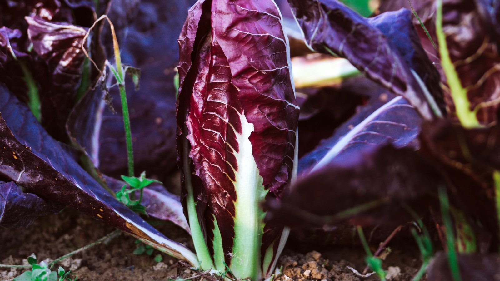 Firm, compact heads with tightly packed burgundy and green leaves grow in evenly spaced rows in the garden bed.
