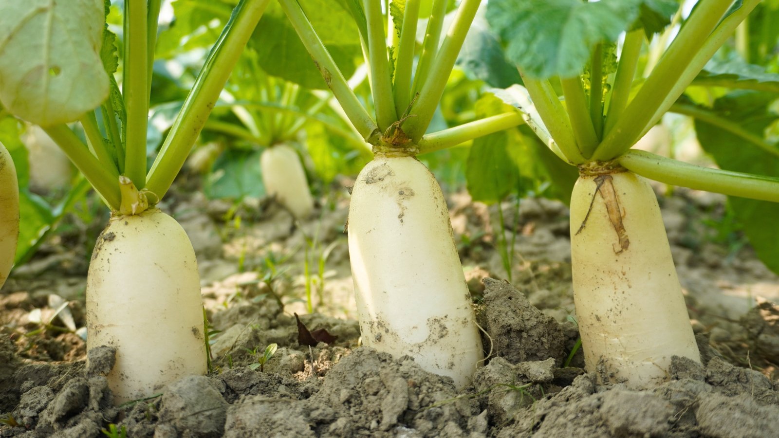 Thick, cylindrical, white root vegetables with slightly rounded ends emerge from the dark, rich soil, topped with a cluster of bright green, leafy stems.