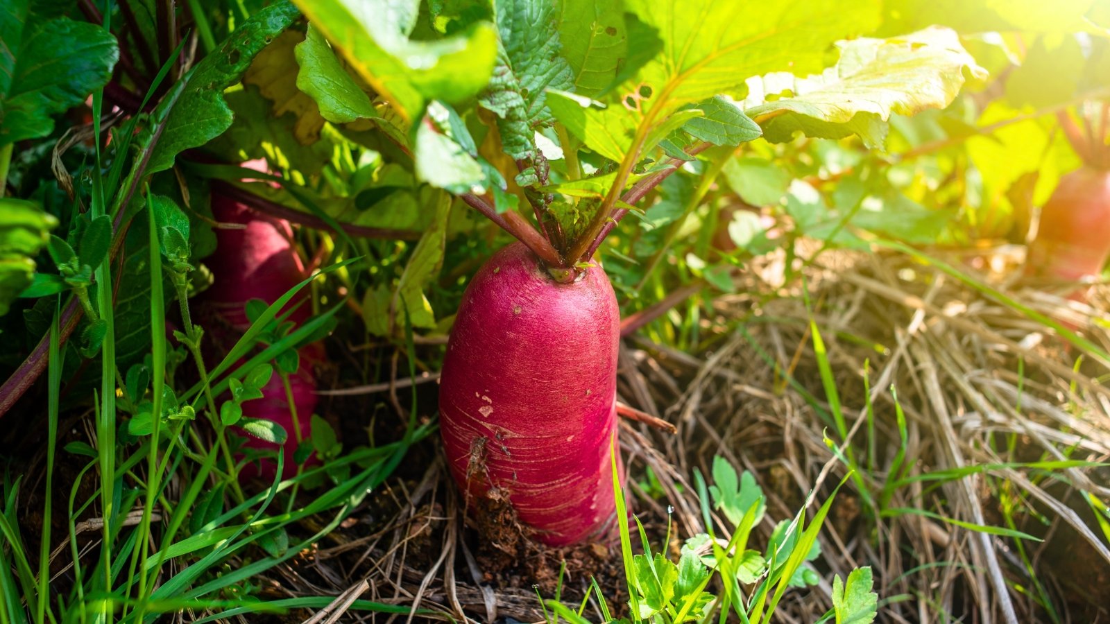 A single, stout, oblong root vegetable with glossy, deep magenta skin grows in the soil, partially exposed and surrounded by lush green foliage.
