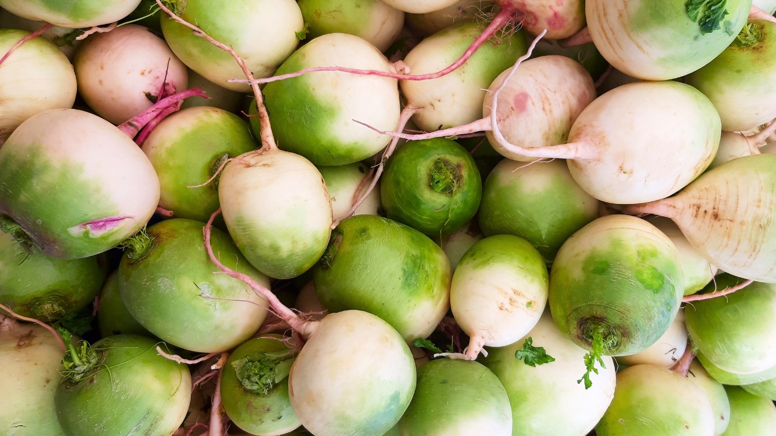 A tightly packed cluster of round to slightly oval root vegetables featuring green and white exteriors with occasional pink rootlets.