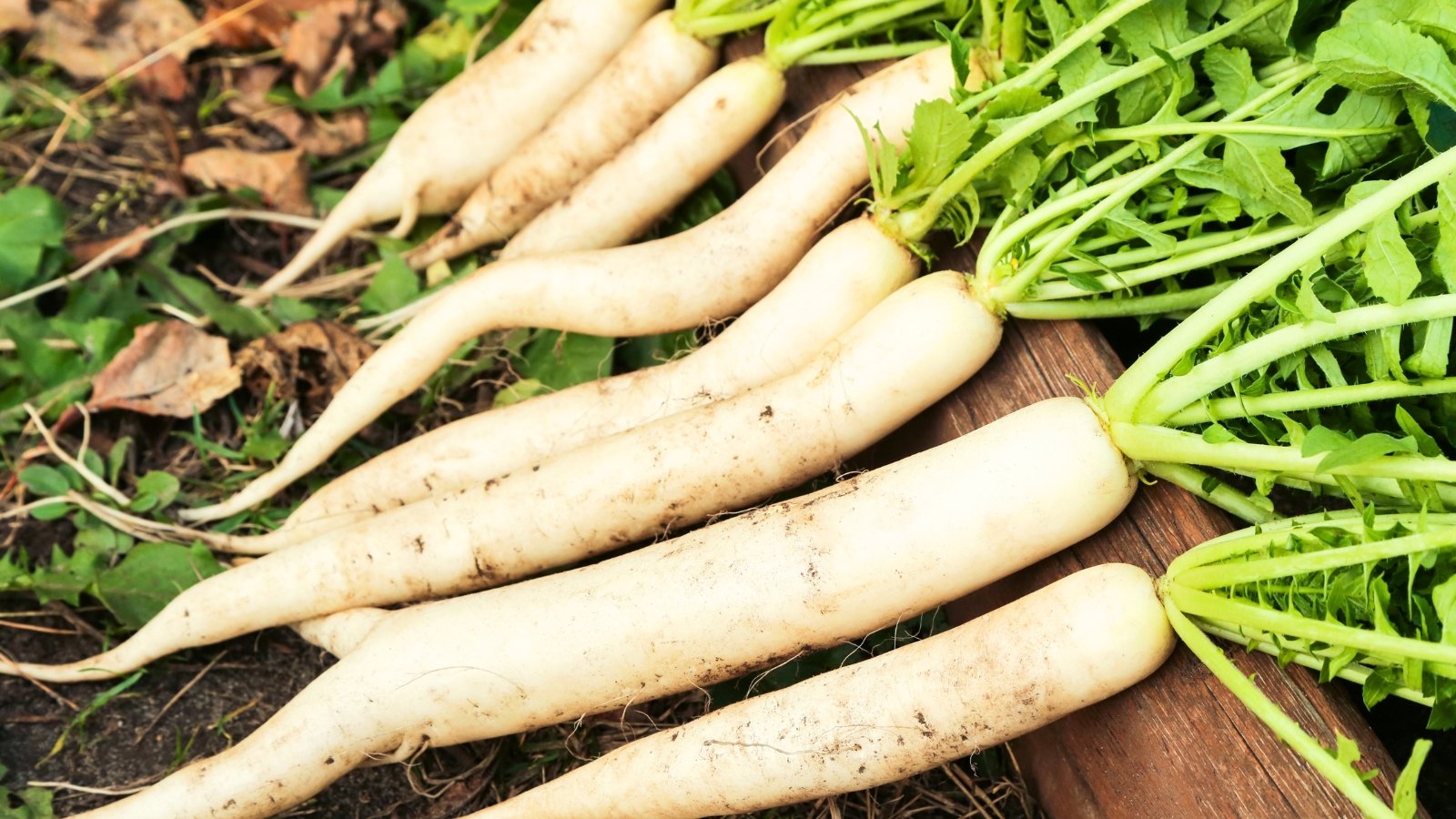 Long, tapered, white root vegetables with smooth skin are gathered on a wooden surface, showing vibrant green foliage on one end.