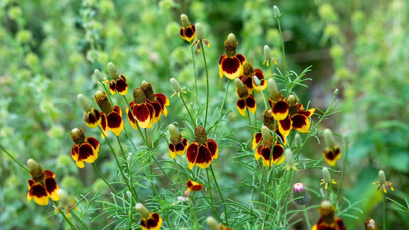 Composite flowers featuring prominent, elongated, cone-shaped centers surrounded by drooping ray florets with maroon bases and yellow tips.