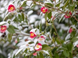 Red Tea-Oil Camellia blooms are one of flowers survive winter, appearing to be covered win white frost placed somewhere with warm sunlight
