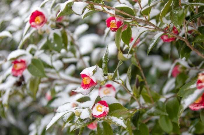 Red Tea-Oil Camellia blooms are one of flowers survive winter, appearing to be covered win white frost placed somewhere with warm sunlight