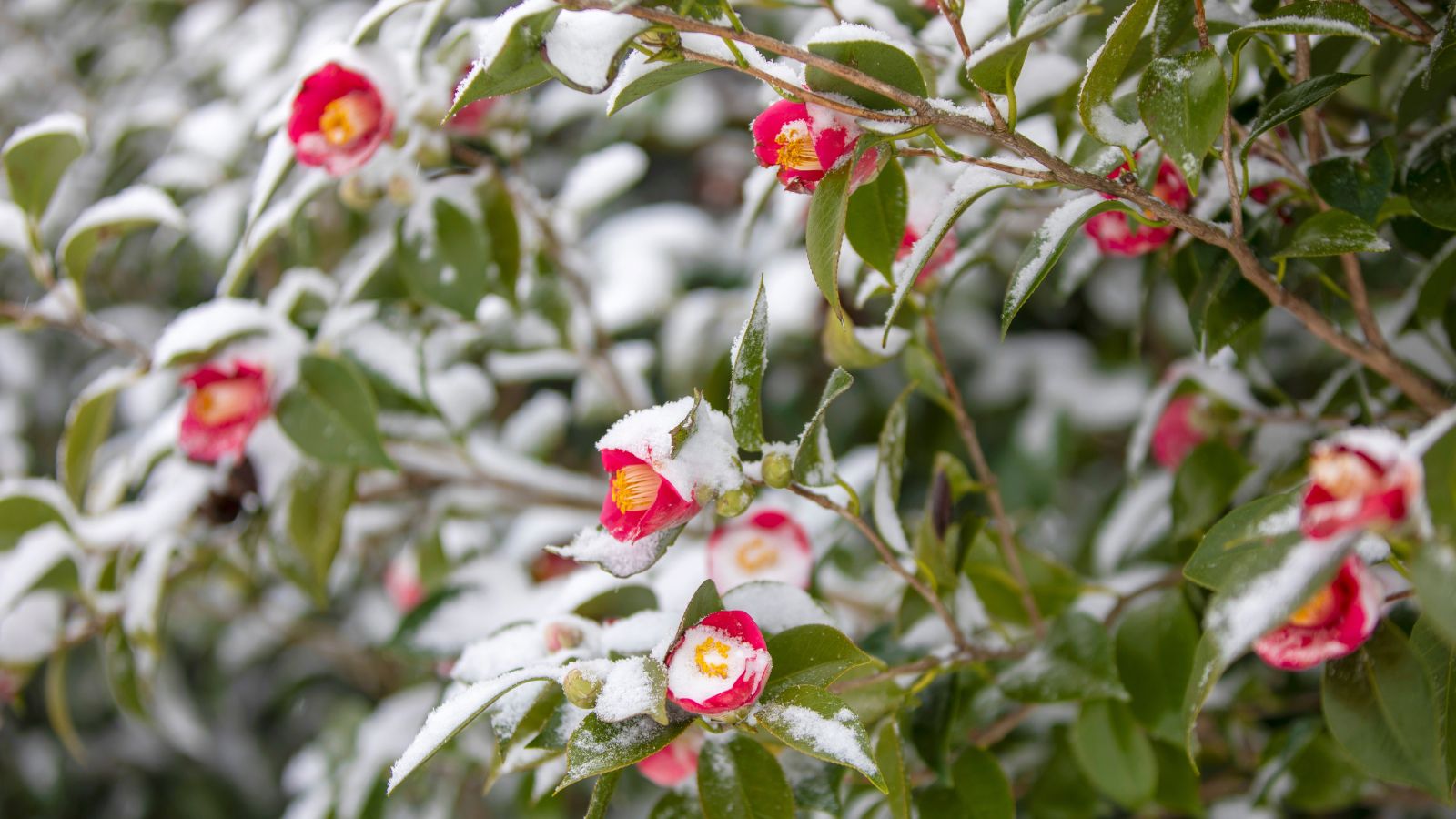31 Flowers that Will Survive Winter 31 Flowers that Will Survive Winter